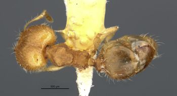 Media type: image;   Entomology 20756 Aspect: habitus dorsal view